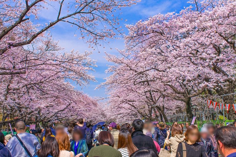 鹤山赏樱花活动